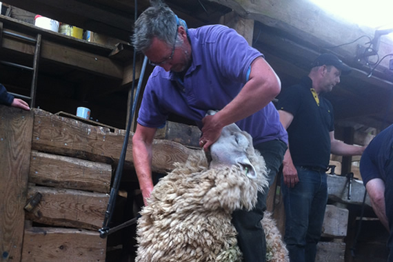 adrian sheep shearing